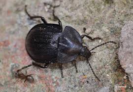 Attēlu rezultāti vaicājumam “Phosphuga atrata”