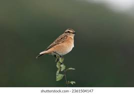 Attēlu rezultāti vaicājumam “Saxicola rubetra juvenile”