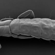 Attēlu rezultāti vaicājumam “Phthiraptera”