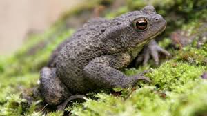 Attēlu rezultāti vaicājumam “Bufo bufo juvenile”