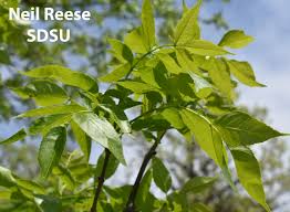 Attēlu rezultāti vaicājumam “Fraxinus pennsylvanica male flower”