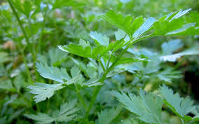 Image result for Petersilie