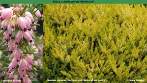 Attēlu rezultāti vaicājumam “Erica x darleyensis”