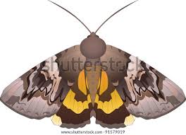 Attēlu rezultāti vaicājumam “Catocala fulminea”