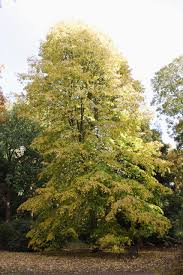 Attēlu rezultāti vaicājumam “Tilia x moltkei”