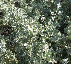 Attēlu rezultāti vaicājumam “Atriplex littoralis fruit”