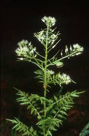 Attēlu rezultāti vaicājumam “Cardamine impatiens”