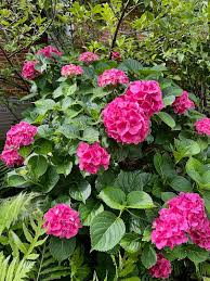 Attēlu rezultāti vaicājumam “Hydrangea”