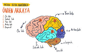 Image result for b%FD%E7ak anatomisi