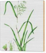 Attēlu rezultāti vaicājumam “Festuca gigantea”