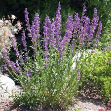 Image result for Penstemon