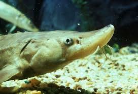 Image result for Alosa chrysochloris