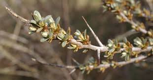 Attēlu rezultāti vaicājumam “Hippophae rhamnoides male flower”