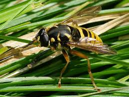 Attēlu rezultāti vaicājumam “Temnostoma vespiforme”