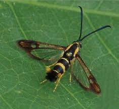 Attēlu rezultāti vaicājumam “Sesiidae”