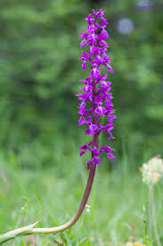 Attēlu rezultāti vaicājumam “Orchis mascula leaf”