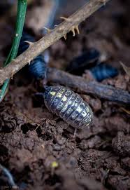 Attēlu rezultāti vaicājumam “Athelia pyriformis”