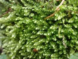 Attēlu rezultāti vaicājumam “Plagiothecium cavifolium”