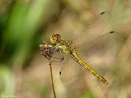 Attēlu rezultāti vaicājumam “Sympetrum vulgatum”