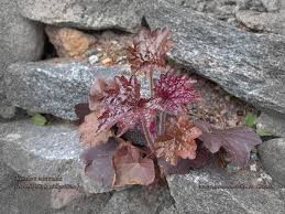 Image result for HEUCHERA americana 'Palace Purple Auslese'