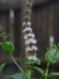 Attēlu rezultāti vaicājumam “Mentha spicata flower”