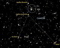 Image result for Cancer borealis