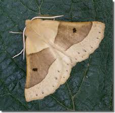 Attēlu rezultāti vaicājumam “Crocallis elinguaria larva”