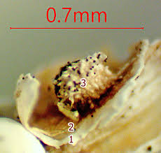 Attēlu rezultāti vaicājumam “Diderma subviridifuscum”