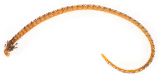 Attēlu rezultāti vaicājumam “Cosmorhoe ocellata”