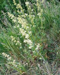 Attēlu rezultāti vaicājumam “Galium album flower”