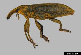 Attēlu rezultāti vaicājumam “Cribraria rubiginosa macro”