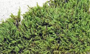 Attēlu rezultāti vaicājumam “Hypnum cupressiforme var. lacunosum”