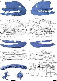Attēlu rezultāti vaicājumam “Laccognathus panderi”
