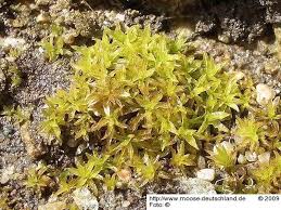 Attēlu rezultāti vaicājumam “Barbula convoluta”