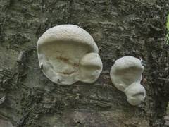 Attēlu rezultāti vaicājumam “Phleogena faginea sessile”