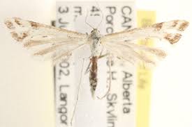 Attēlu rezultāti vaicājumam “Platyptilia sp.”