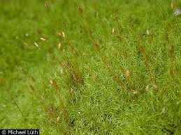 Attēlu rezultāti vaicājumam “Distichium capillaceum”