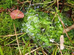 Attēlu rezultāti vaicājumam “Cladopodiella fluitans”