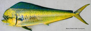 Image result for Coryphaena hippurus