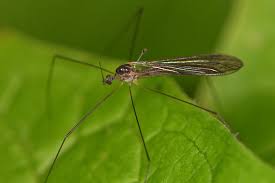 Attēlu rezultāti vaicājumam “Limoniidae”