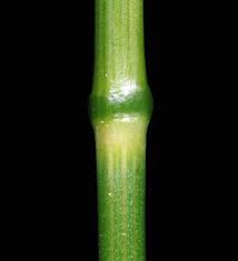 Attēlu rezultāti vaicājumam “Poa pratensis fruit”