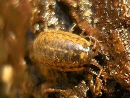 Attēlu rezultāti vaicājumam “Ligidium hypnorum”