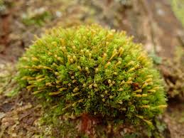 Attēlu rezultāti vaicājumam “Ulota crispa sporophyte”