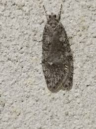 Attēlu rezultāti vaicājumam “Agonopterix alstromeriana”