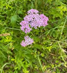 Attēlu rezultāti vaicājumam “Achillea millefolium flower”