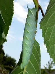 Attēlu rezultāti vaicājumam “Mimas tiliae”
