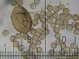 Attēlu rezultāti vaicājumam “Didymium serpula macro”