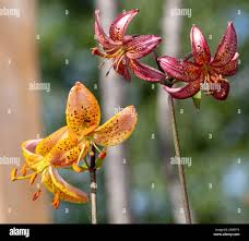 Image result for Lilium martagon `Manitoba Fox`