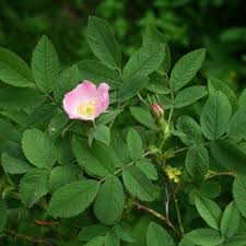 Attēlu rezultāti vaicājumam “Rosa villosa”