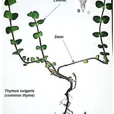 Attēlu rezultāti vaicājumam “Thymus vulgaris leaf”
